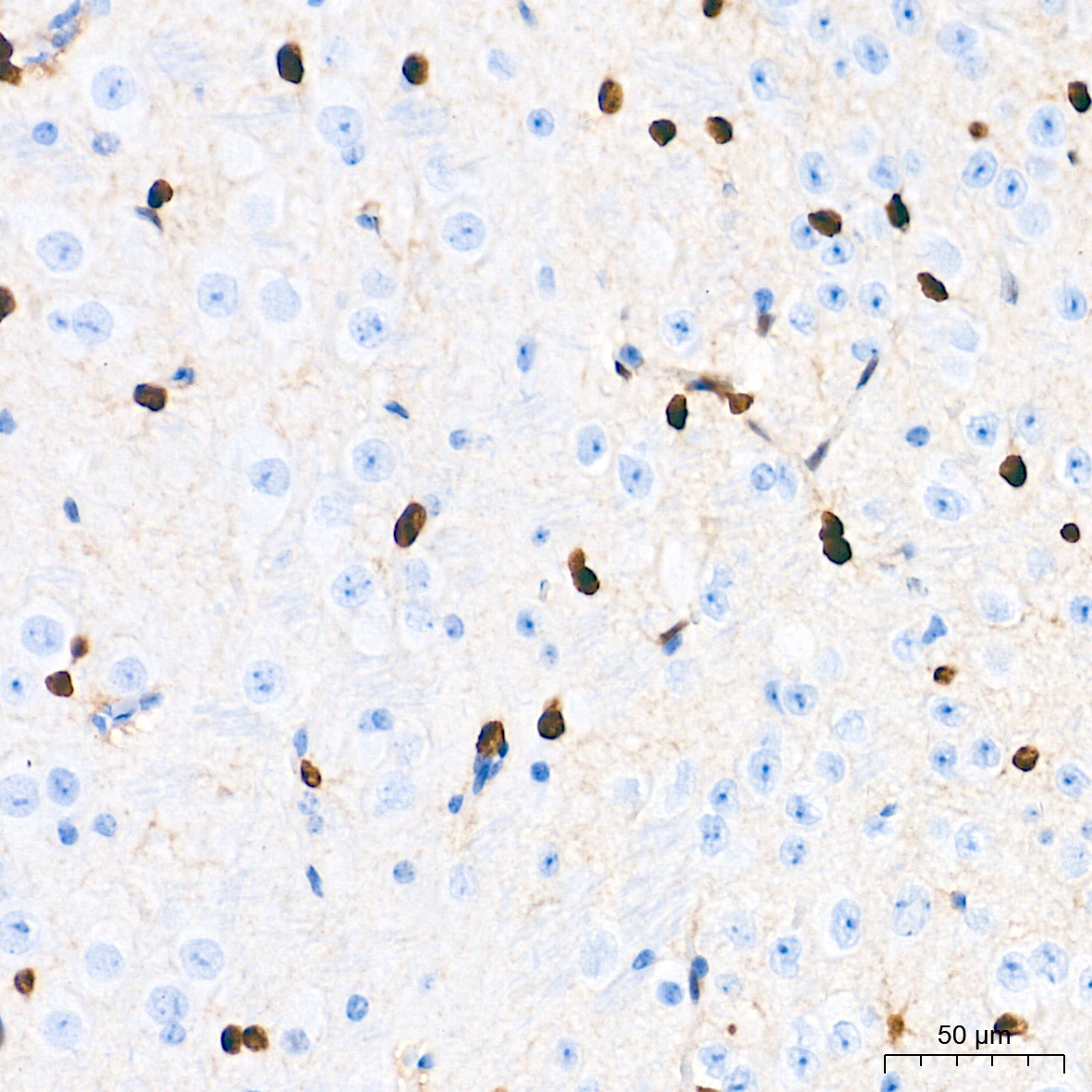 SOX9 Rabbit mAb