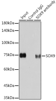 SOX9 Rabbit mAb