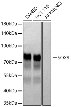 SOX9 Rabbit mAb