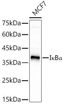 IκBα Rabbit mAb
