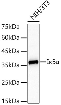 IκBα Rabbit mAb