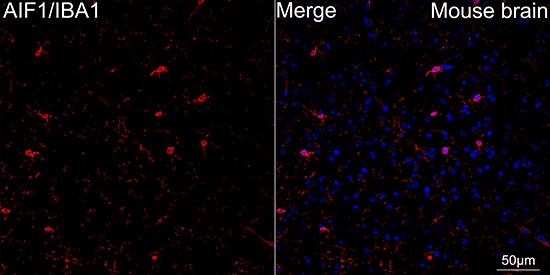 AIF1/IBA1 Rabbit mAb