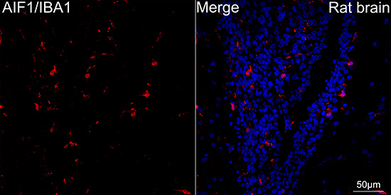 AIF1/IBA1 Rabbit mAb