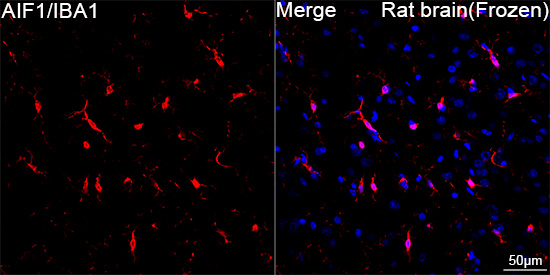 AIF1/IBA1 Rabbit mAb