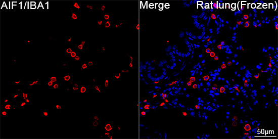 AIF1/IBA1 Rabbit mAb