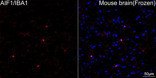 AIF1/IBA1 Rabbit mAb