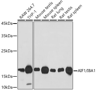 AIF1/IBA1 Rabbit mAb