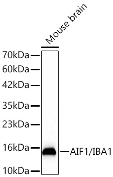 AIF1/IBA1 Rabbit mAb
