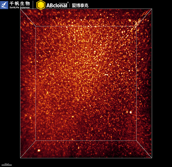 AIF1/IBA1 Rabbit mAb
