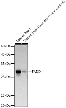 FADD Rabbit mAb