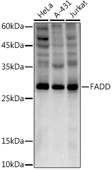FADD Rabbit mAb