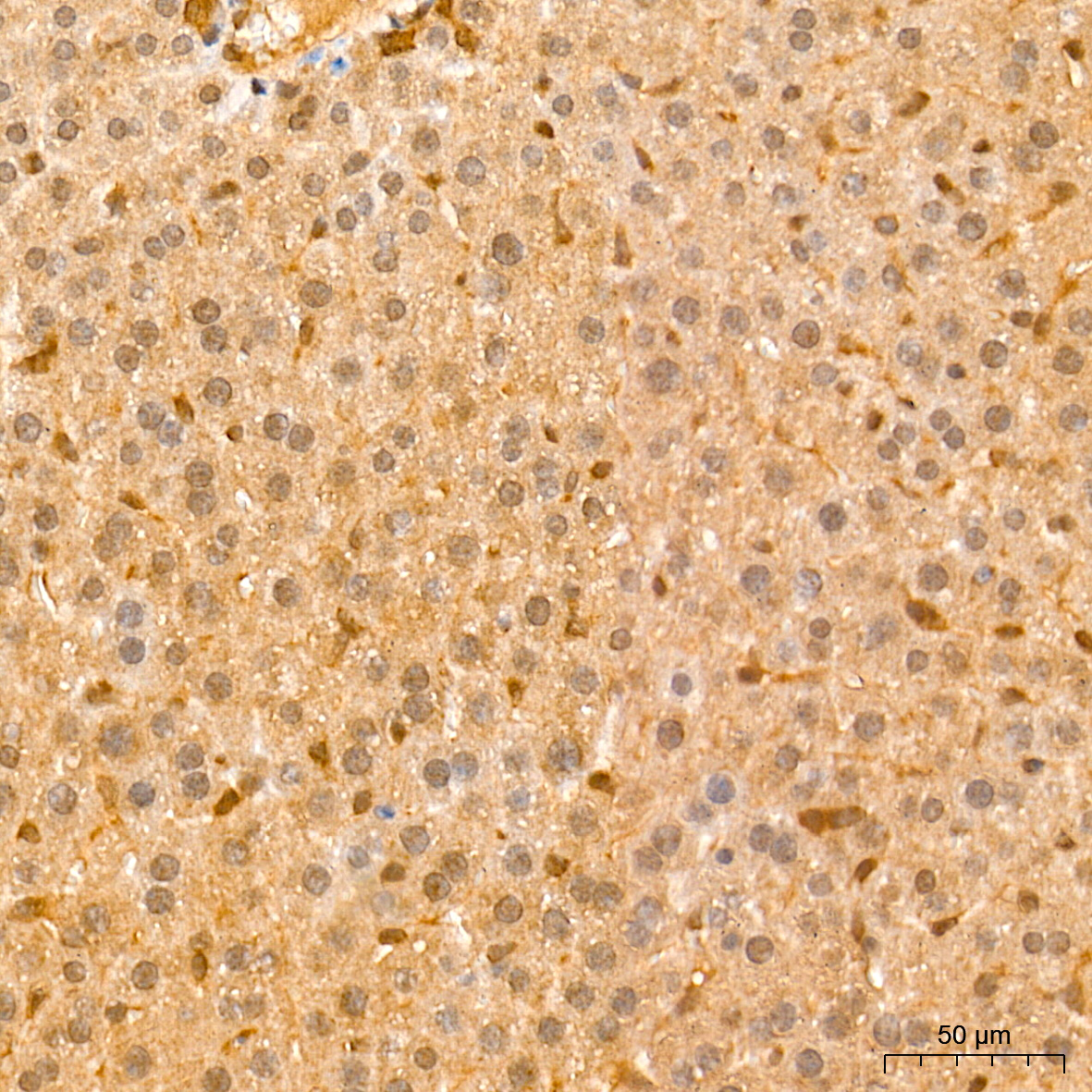 FADD Rabbit mAb