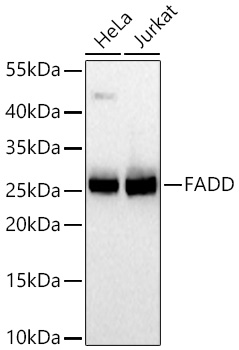 FADD Rabbit mAb