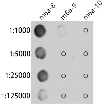 N6-methyladenosine / m6A Rabbit mAb