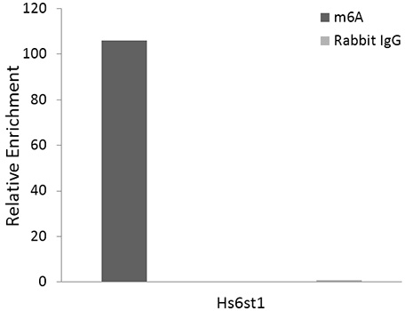 N6-methyladenosine / m6A Rabbit mAb