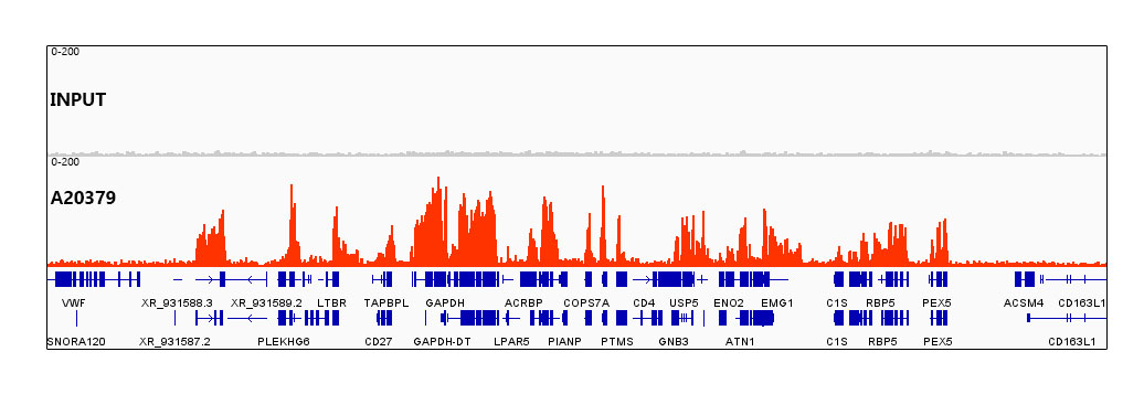 TriMethyl-Histone H3-K36 Rabbit mAb