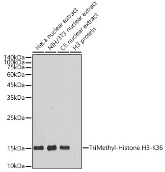 TriMethyl-Histone H3-K36 Rabbit mAb