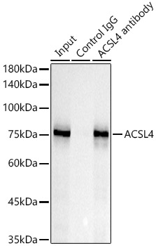 ACSL4 Rabbit mAb
