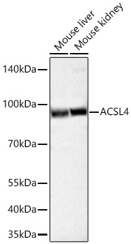 ACSL4 Rabbit mAb