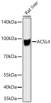 ACSL4 Rabbit mAb