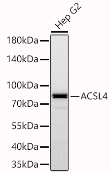 ACSL4 Rabbit mAb