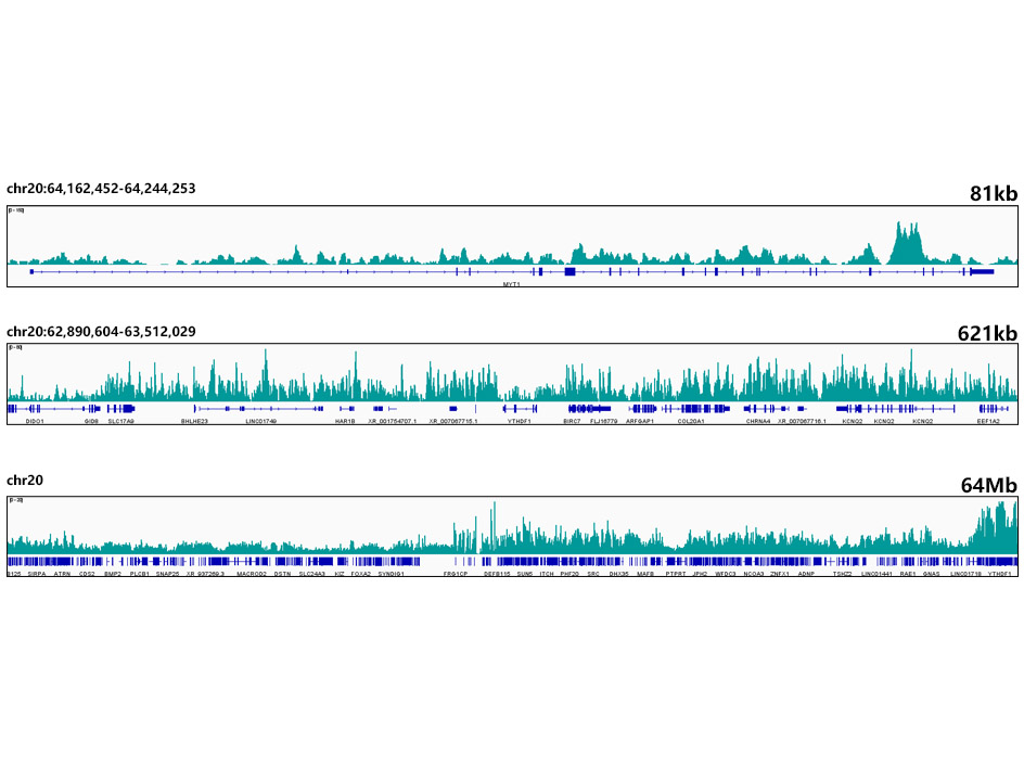 MonoMethyl-Histone H3-K18 Rabbit mAb