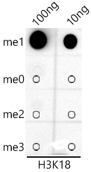 MonoMethyl-Histone H3-K18 Rabbit mAb