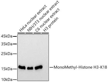 MonoMethyl-Histone H3-K18 Rabbit mAb