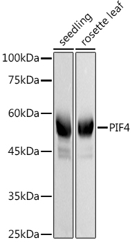 PIF4 Rabbit pAb