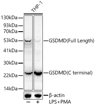 GSDMD (Full length+C terminal) Rabbit mAb