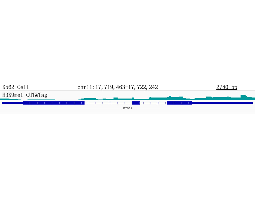MonoMethyl-Histone H3-K9 Rabbit mAb