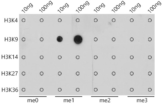 MonoMethyl-Histone H3-K9 Rabbit mAb