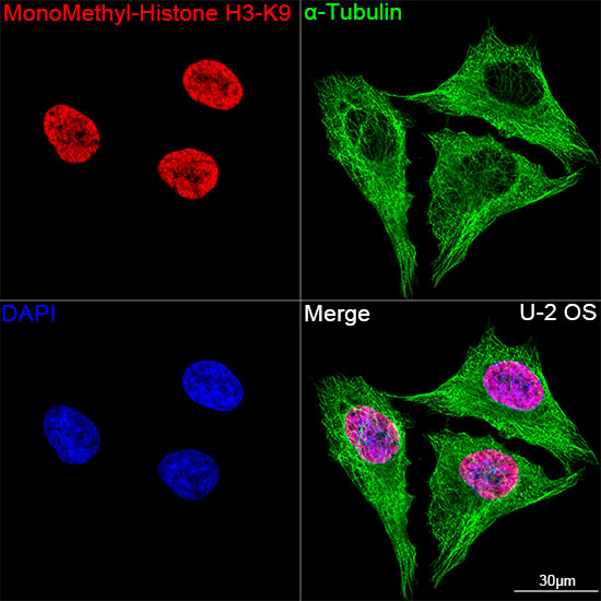 MonoMethyl-Histone H3-K9 Rabbit mAb