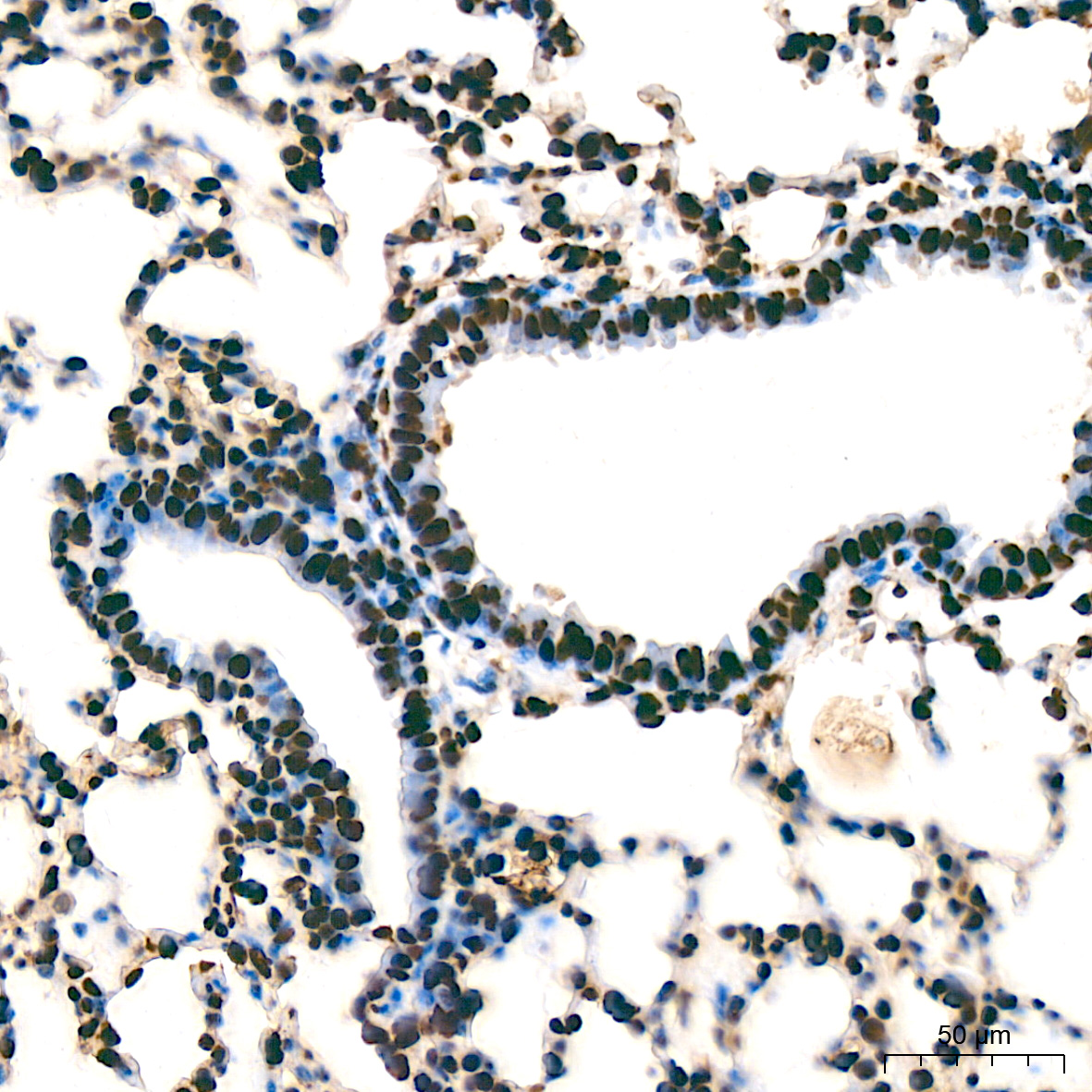 MonoMethyl-Histone H3-K9 Rabbit mAb