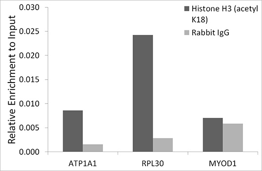 Acetyl-Histone H3-K18 Rabbit mAb
