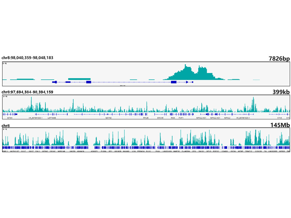 Acetyl-Histone H3-K18 Rabbit mAb