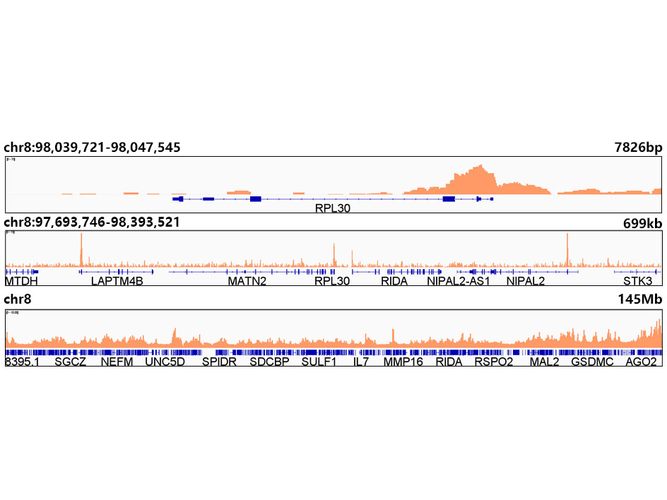 Acetyl-Histone H3-K18 Rabbit mAb