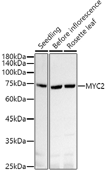 MYC2 Rabbit pAb