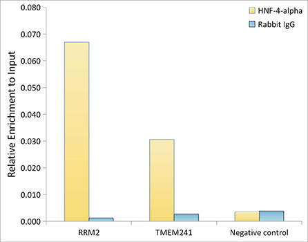 HNF-4-alpha Rabbit mAb