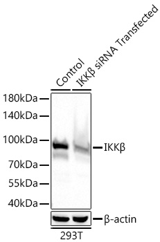 IKKβ Rabbit pAb