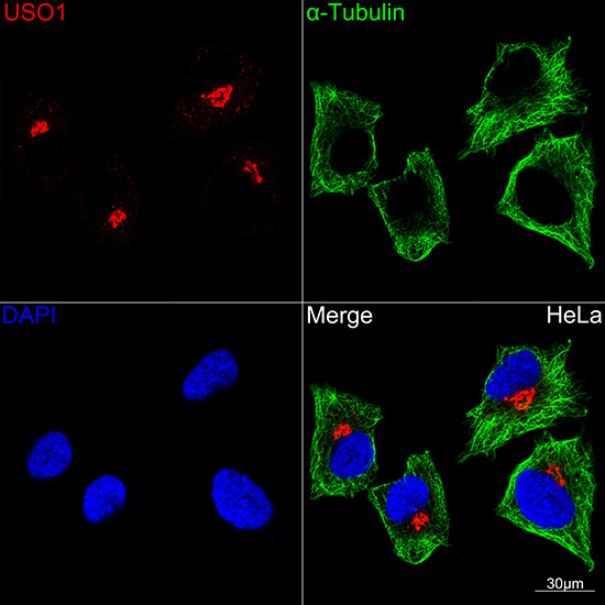 USO1 Rabbit mAb