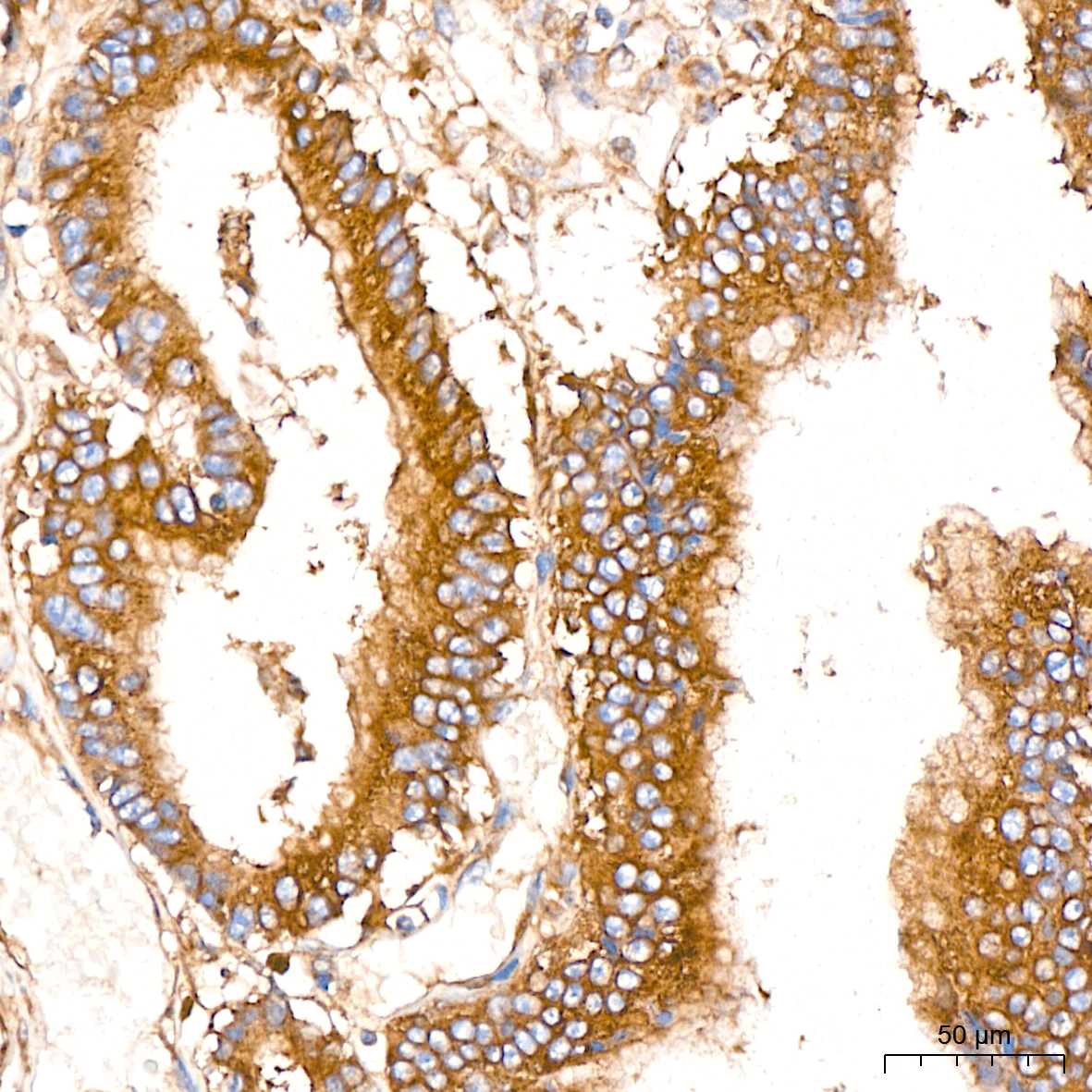 USO1 Rabbit mAb