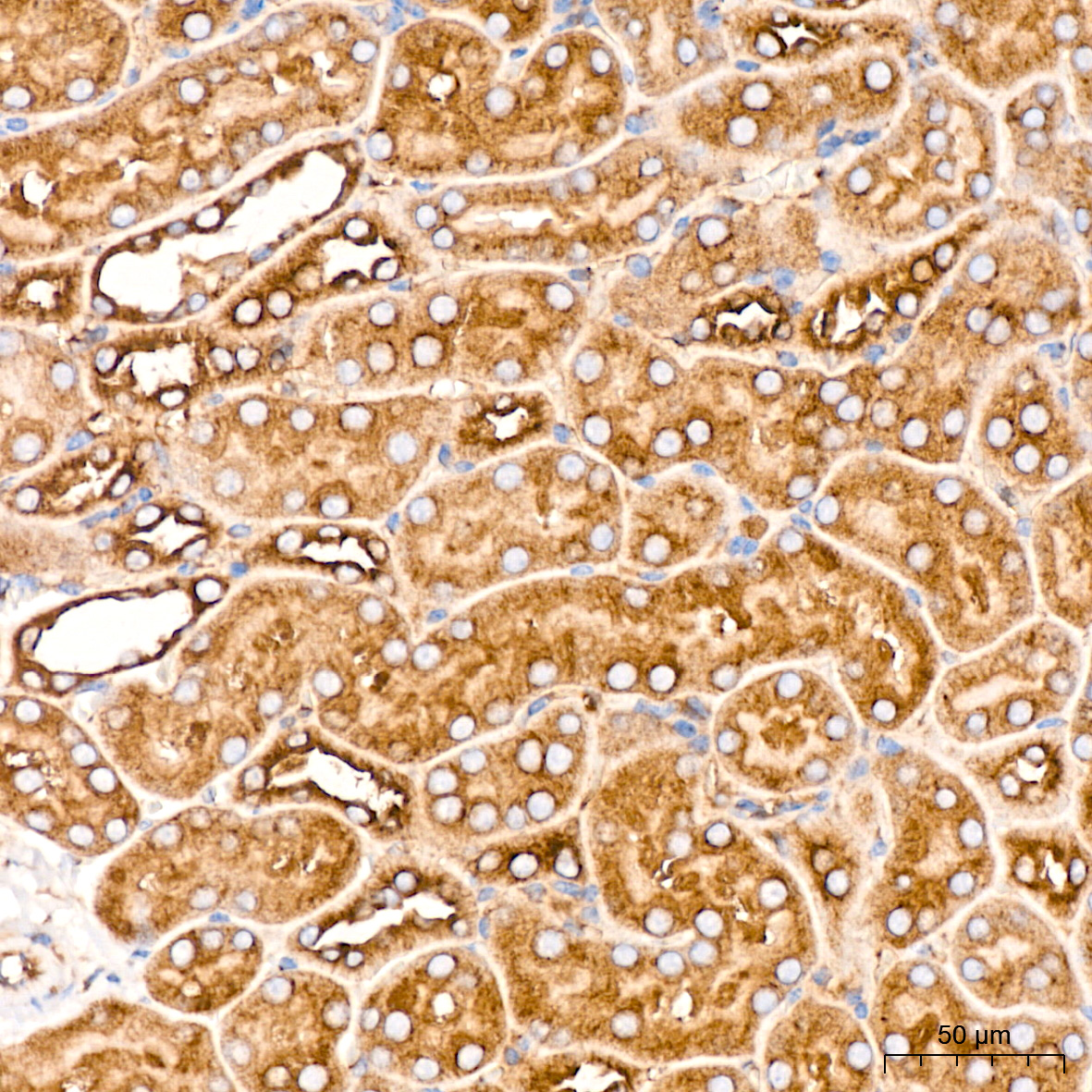 USO1 Rabbit mAb