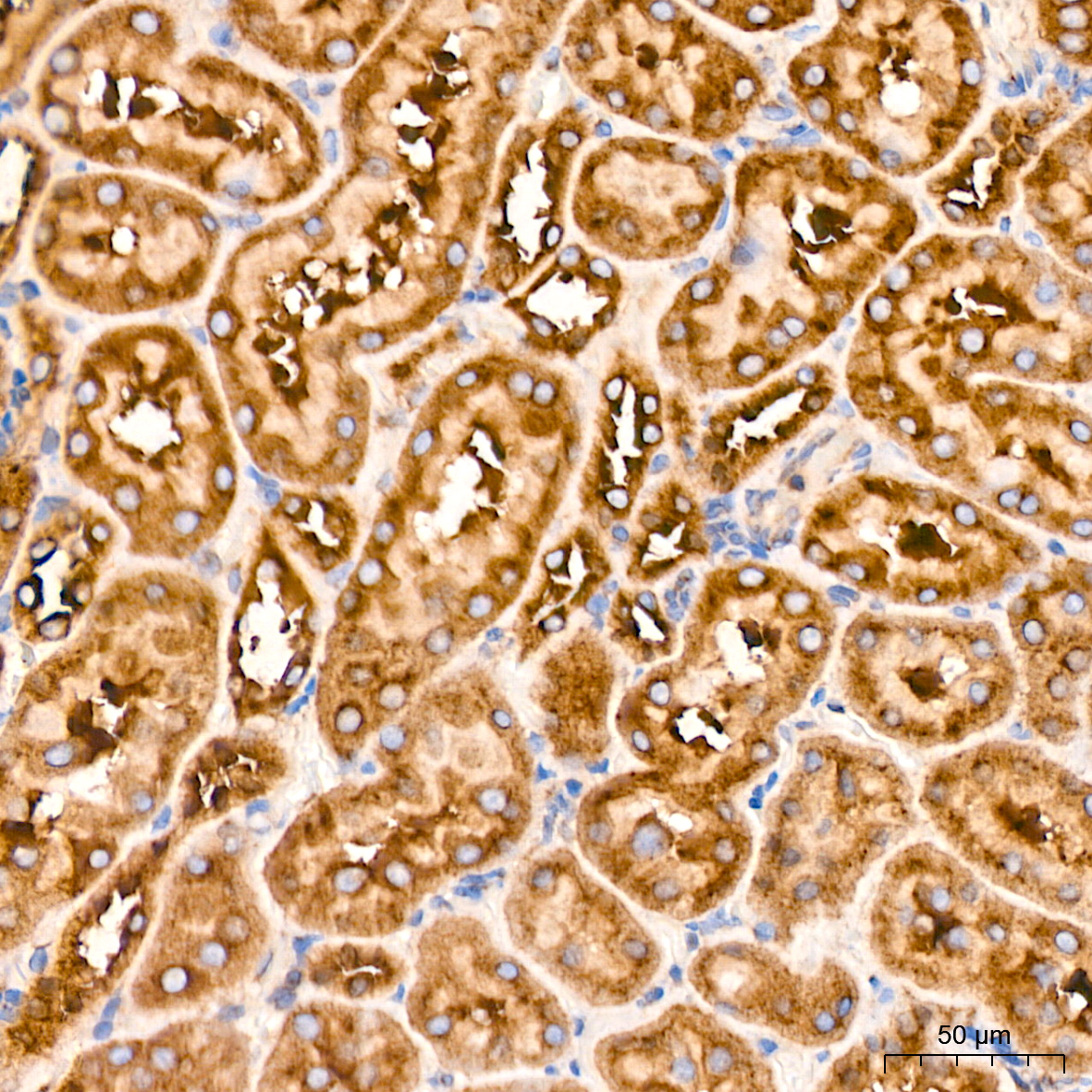 USO1 Rabbit mAb
