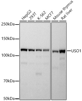 USO1 Rabbit mAb