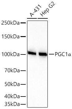PGC1α Rabbit mAb