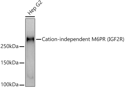 Cation-independent M6PR (IGF2R) Rabbit mAb