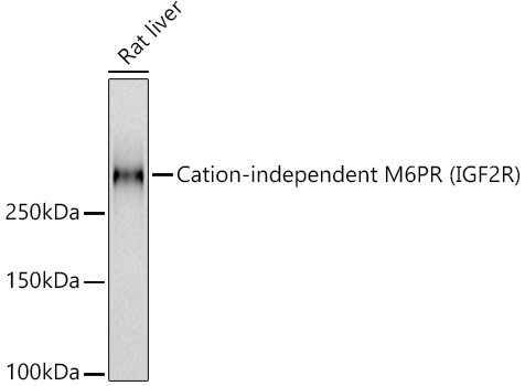 Cation-independent M6PR (IGF2R) Rabbit mAb