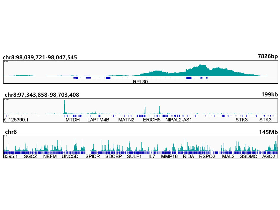 Acetyl-Histone H3-K9 Rabbit mAb