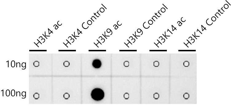Acetyl-Histone H3-K9 Rabbit mAb